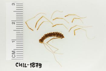 Media type: image;   Invertebrate Zoology CHIL-1879 Description: Digital photograph of preserved specimen.;
